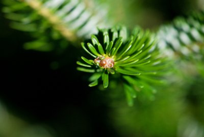 Abies koreana - jedle korejská - pupen